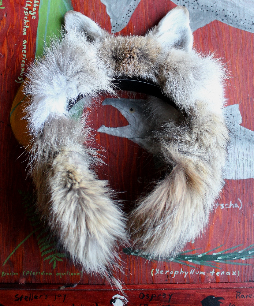 Headphones with coyote ears and fur, commissioned by Bell Museum of Natural History, Minneapolis