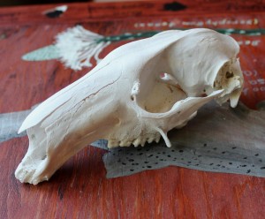 Red kangaroo skull