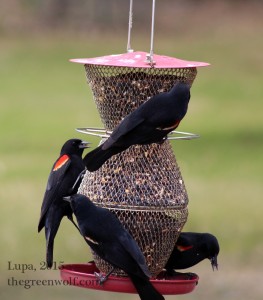There were also dozens of red-winged blackbirds in attendance, including these feasting males.